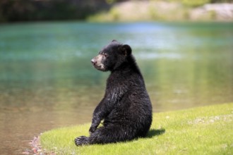 American Black Bear (Ursus americanus), young, at the water's edge, six months old, Montana, USA,