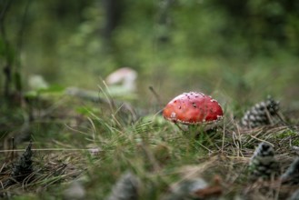 Fly agaric in the forest between green grasses and pine needles