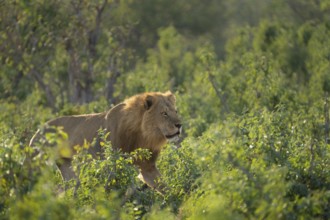 Lion, male animal (Panthera leo) walking through green bushes. Side view, intense look of the wild