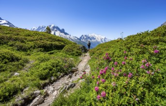 Mountaineer on hiking trail with alpine roses, mountain panorama with glaciated mountain peaks,