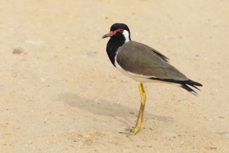 Red lapwing (Vanellus indicus) in the sand in Yala Natioal Park, Southern Province, Sri Lanka, Asia