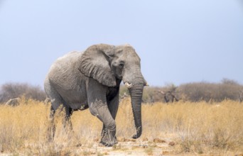 African elephant (Loxodonta africana), African savannah, Nxai Pan National Park, Botswana Botswana