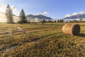 Hay bales, round bales, foggy mood, morning light, mountains, Loisach-Lake Kochel moor, view of