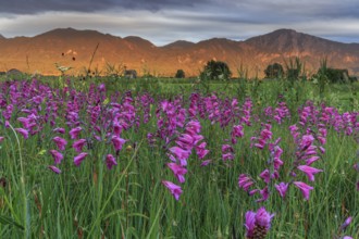 Marsh gladiolus (Gladiolus palustris), flower meadow in the evening light, Loisach-Lake Kochel