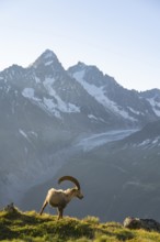 Alpine ibex (Capra ibex), adult male, in front of a mountain landscape in the morning light, behind