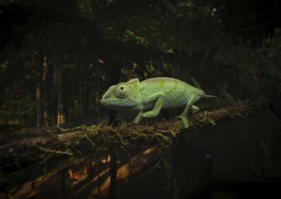 Subspecies of the Parson's chameleon (Calumma parsonii parsonii cristifer) in the rainforests of