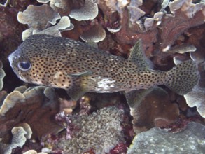 Spot-fin porcupinefish (Chilomycterus reticulatus) camouflages itself between corals, dive site