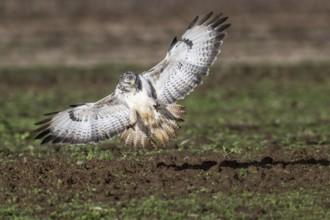 Common buzzard (Buteo buteo), flying, Emsland, Lower Saxony, Germany, Europe