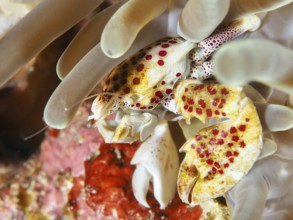 Luminous porcelain crab, spotted porcelain crab (Neopetrolisthes maculatus) in a white sea anemone,