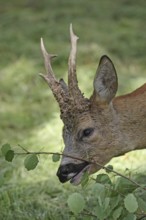 Roe deer (Capreolus capreolus) abnormal buck eating birch leaves, Dalarna, southern Sweden, Europe