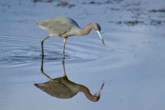 Great Blue Heron (Egretta caerulea), Black Point Wildlife Drive, Titusville, Florida, USA, North