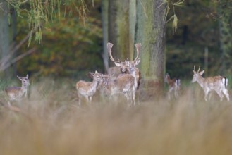 Fallow deer (Dama dama), Germany, Europe