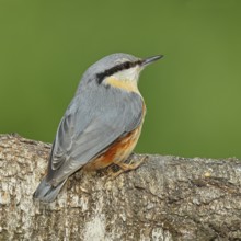 Nuthatch (Sitta europaea) sitting on a fallen birch trunk, Animals, Birds, Siegerland, North