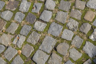 Cobblestones with green moss between the stones, creates a rustic and natural impression,