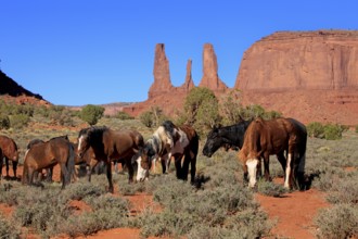 Mustang, (Equus caballus), horses, group, herd, Monument Valley, Utah, USA, North America