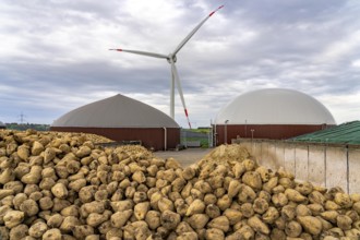 Biogas plant produces gas from various biomass, here the sugar beet storage, the electricity is