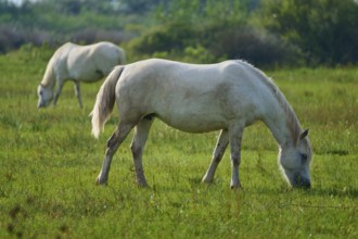 Two white Camargue horses grazing in a green meadow under the open sky, Camargue, France, Europe