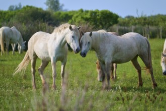 A group of white Camargue horses grazing peacefully in a green meadow under a blue sky, Camargue,