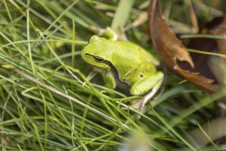 European tree frog (Hyla arborea) between grass and leaves, Lake Neusiedl National Park,