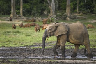 Forest elephant (Loxodonta cyclotis) and bongo antelope (Tragelaphus eurycerus) in the Dzanga Bai