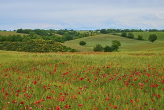 Green, hilly landscape with poppies (papaver) in the foreground and scattered trees under a cloudy