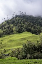 Cocora Valley, Salento, Quindio, Colombia, South America