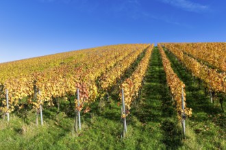 Vineyard in autumn with yellow vines under a clear blue sky, Strümpfelbach, Rems Valley,