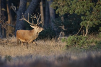 Red deer in rut, Hooge Veluve, Holland