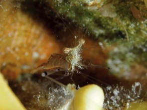 Red scissor shrimp (Cuapetes tenuipes), shrimp, hiding in a crevice-like cave, surrounded by algae,