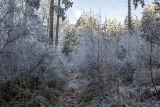 Winter, trees with hoarfrost in the forest, mixed forest, Dossenheim, Baden-Würtemberg, Germany,