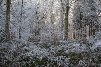 Winter, trees and ground cover with hoarfrost in the forest, mixed forest, Dossenheim,