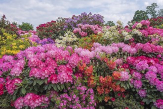 Rhododendron and azalea blossom, Lower Saxony, Germany, Europe