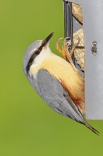 Nuthatch (Sitta europaea) at a feeder in the garden, Animals, Birds, Siegerland, North