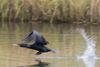 A cormorant (Phalacrocorax carbo) flies close to the water and leaves splashes behind, Hesse,