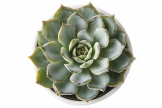 Top view of small potted succulent plant isolted on white or transparent background. Generative ai,