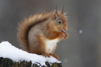 Red squirrel (Sciurus vulgaris) adult animal feeding on a nut on a tree stump covered in snow in