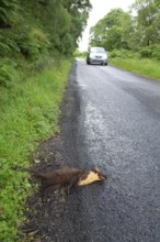 European pine marten (Martes martes) adult animal dead on a country road, Scotland, United Kingdom,