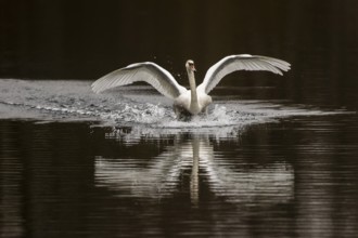 A swan lands elegantly on the water with open wings and creates a wave motion, Mute Swan, (cygnus