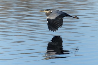 A flying heron over a calm water surface with a clear reflection, grey heron, (Ardea cinerea),