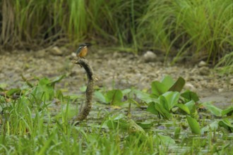 Kingfisher (Alcedo atthis), sitting, branch, pond lily, leaves, Lower Austria