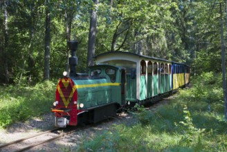 A colourful train runs through a green forest on narrow rails, diesel locomotive, Wls 40 type light