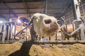 Wide-angle view of a brown and white cow in a barn with close-up snout, Haselstaller Hof,