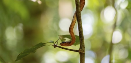 American whipsnake (Mastigodryas melanolomus), snake slithering on a branch, in the rainforest,