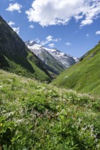 Flower meadow in the Umbaltal valley, glaciated mountain peaks behind, Venediger Group, Hohe Tauern