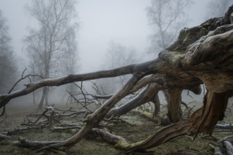 Gnarled trunk of an old, lightning-split, solitary oak tree on a cold and foggy day, Hohenlohe,