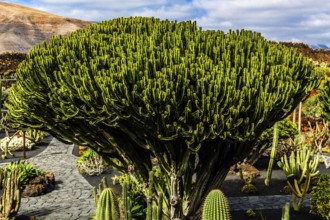 2016, Guatiza, Lanzarote, Jardin de Cactus by Cesar Manrique, ESP, Spain, Canary Islands, Canary