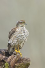 Sparrowhawk (Accipiter nisus) male, sitting on a root, wildlife, bird of prey, nature photography,