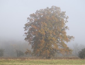 English oak (Quercus robur), solitary tree in a meadow, with yellow leaves in autumn, fog,