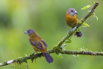 Flame tanager (Pamphecelus passerinii), tanager (Thraupidae), Costa Rica, Central America