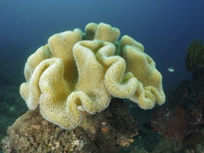 Large mushroom leather coral (Sarcophyton glaucum) on a seabed in a clear underwater world, dive